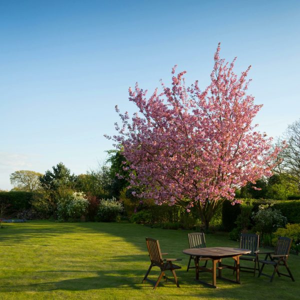 Un jardin paisible avec un arbre en fleurs rose et un ensemble de table et chaises en bois, invitant à la détente en plein air.